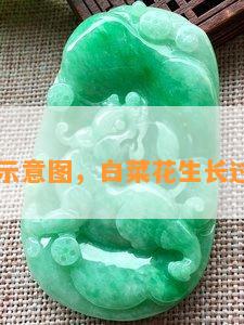 白菜花的示意图，白菜花生长过程示意图