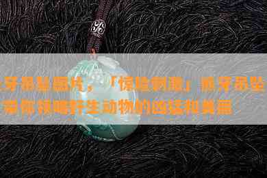 熊牙吊坠图片，「惊险 *** 」熊牙吊坠图片带你领略野生动物的凶猛和美丽