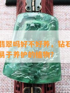 这是钻石翡翠吗好不好养，钻石翡翠：是宝石还是易于养护的植物？